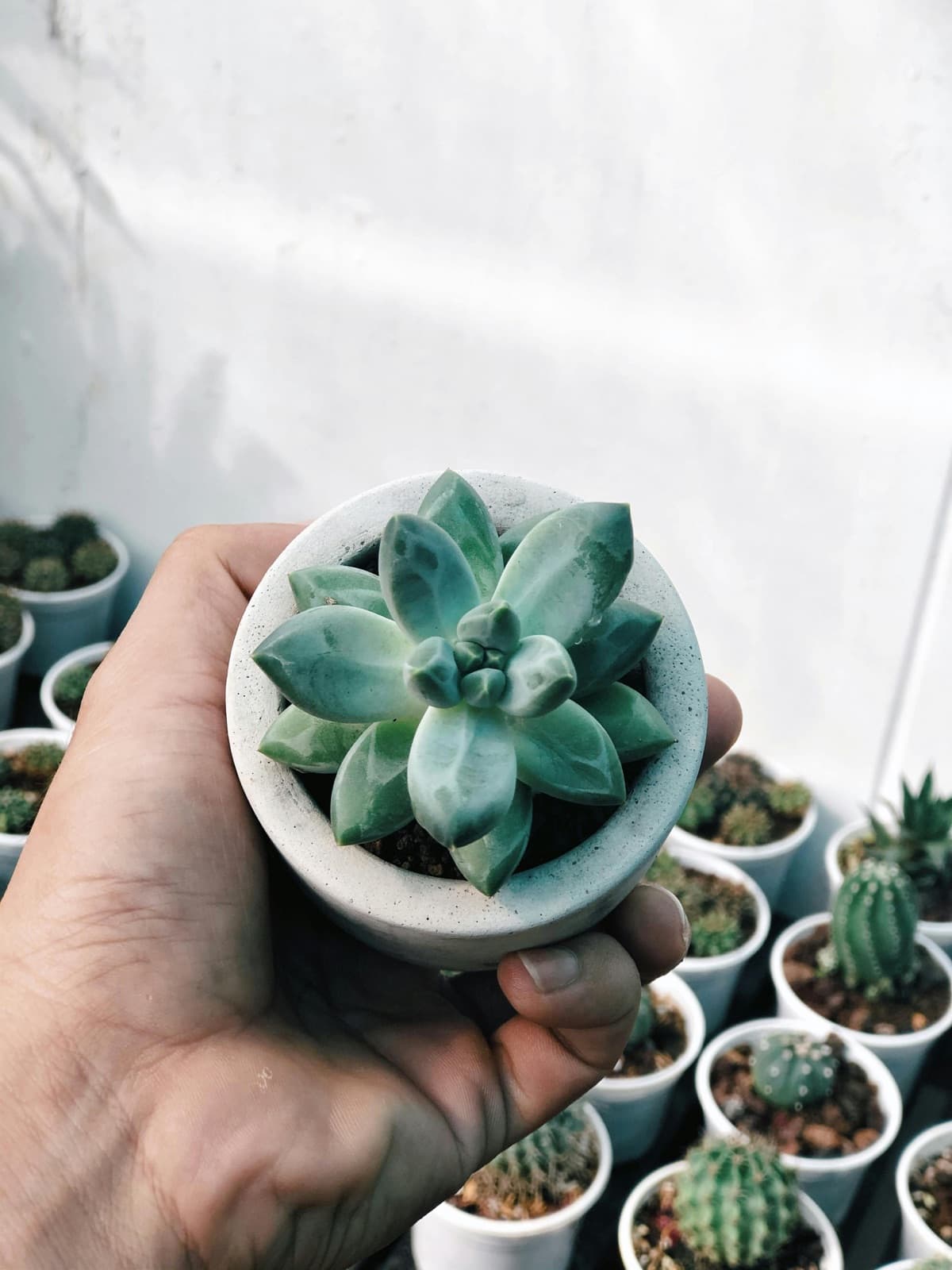 Planta Merch · I