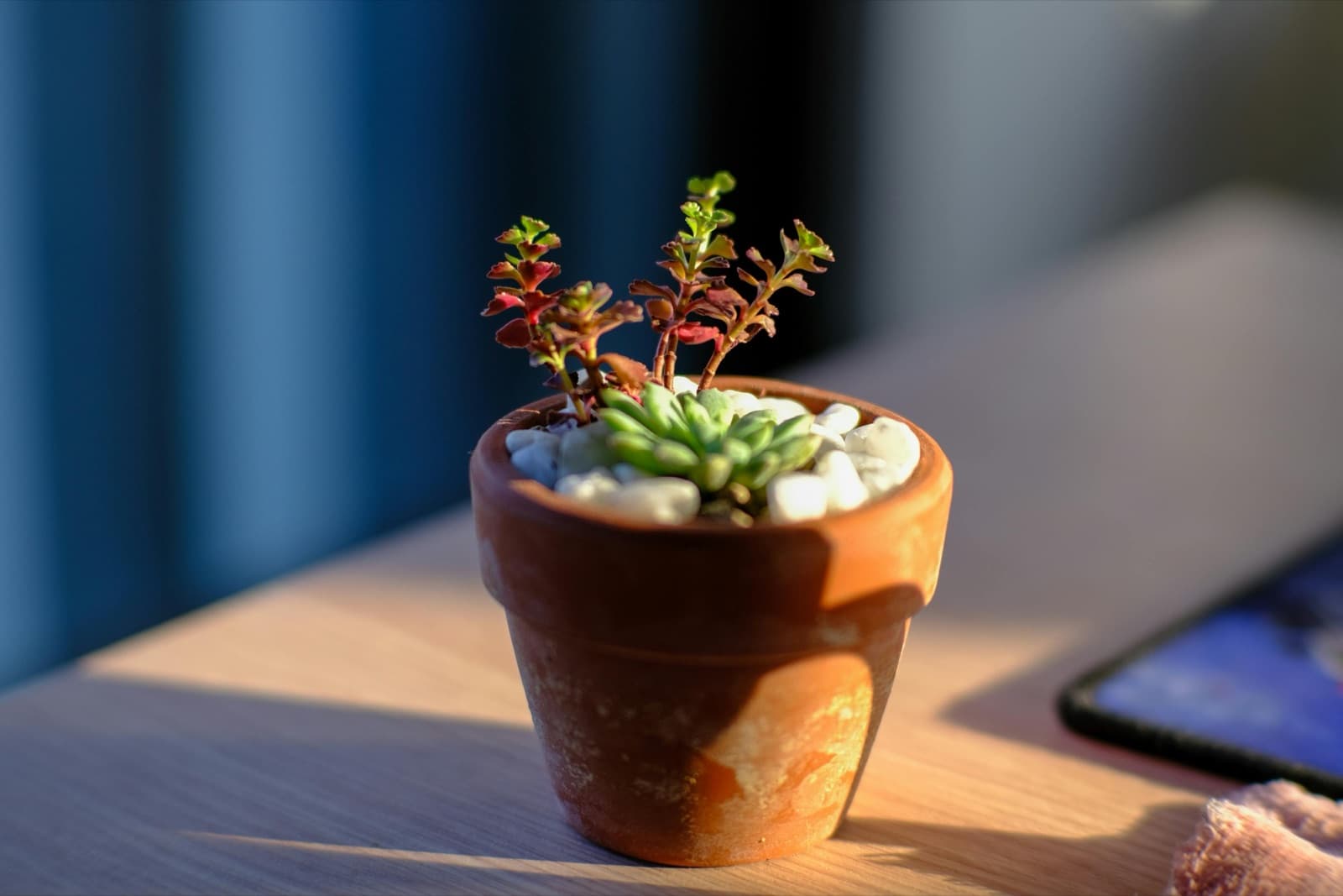 Planta Merch · II