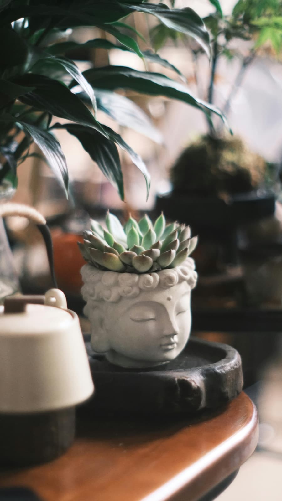 Planta Trofeo · II
